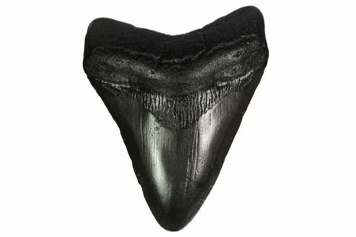 Fossil Megalodon Tooth - South Carolina #164962
